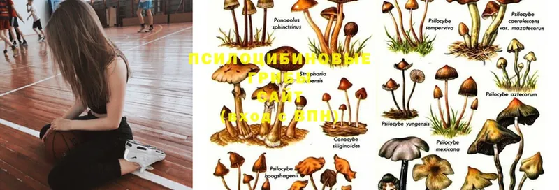 дарнет шоп  Удомля  Галлюциногенные грибы Psilocybine cubensis 